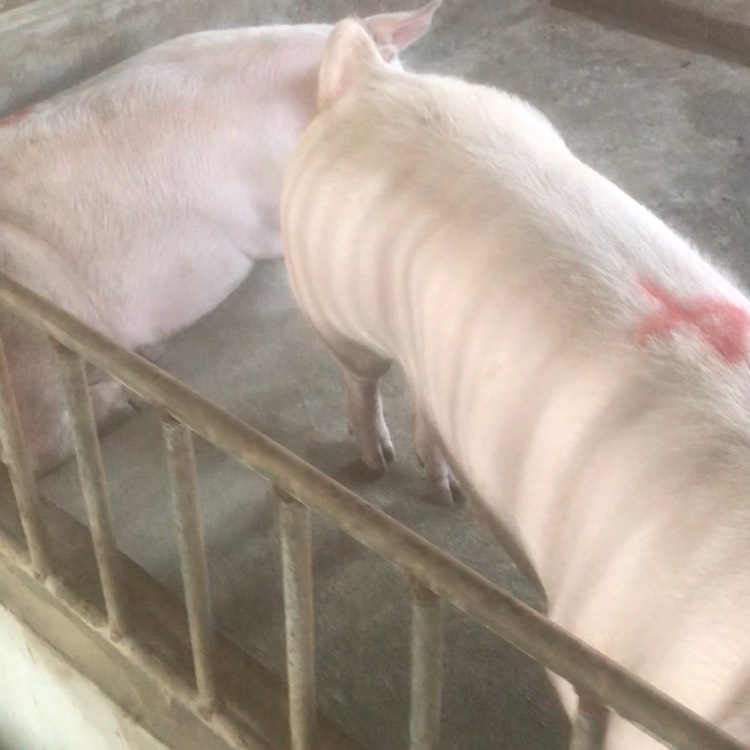 长白猪 本繁殖基地常年出售长白品种二元后备母猪，接受提前预定