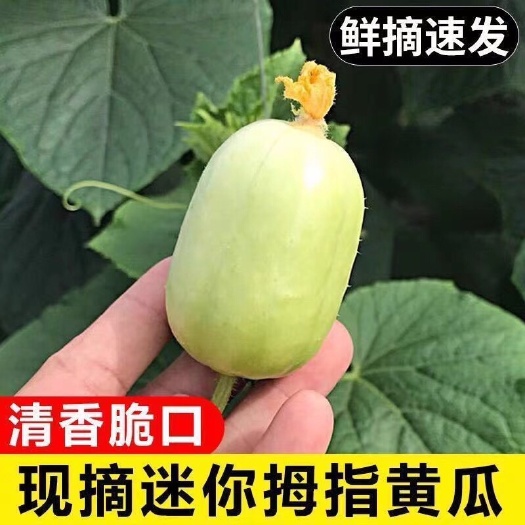 水果黄瓜  山东寿光拇指黄瓜（金童玉女）3-5斤  一件代发