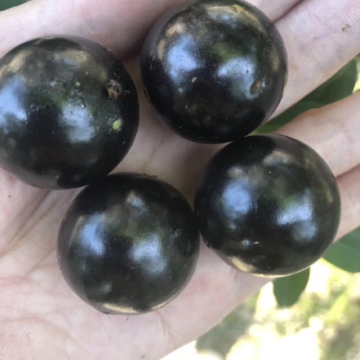 漳州 树葡萄  预售 12月下旬成熟