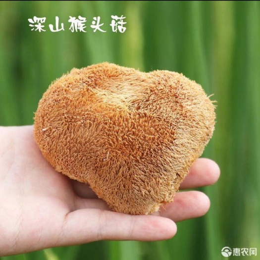 古田县 福建古田特产猴头菇特产干货食用菌厂家批发