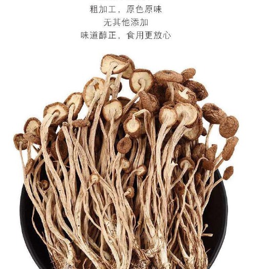 古田县 福建古田特产新货不开伞茶树菇古田茶树菇批发