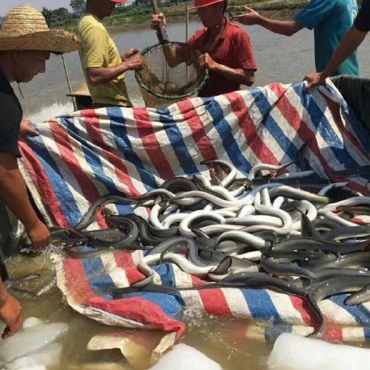 海鳝  脆肉鳝鱼