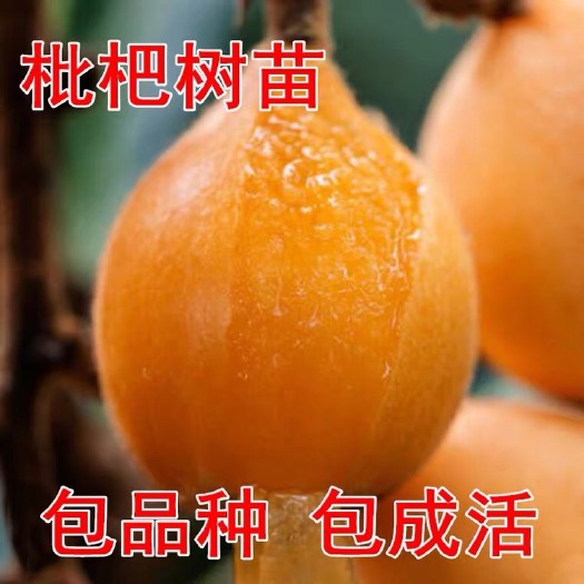 平邑县大五星枇杷苗 大五星嫁接枇杷苗 品种纯 甜度高 基地直销 量大价优 