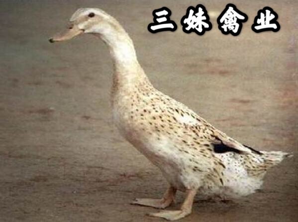 南宁 多蛋鸭苗  黄麻/绿壳蛋