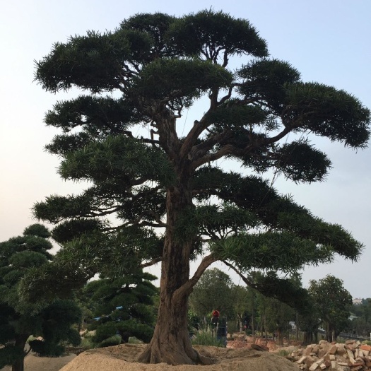 漳州北海罗汉松  福建批发日本造型罗汉松 精品罗汉松桩景 漳州罗汉松树盆景价
