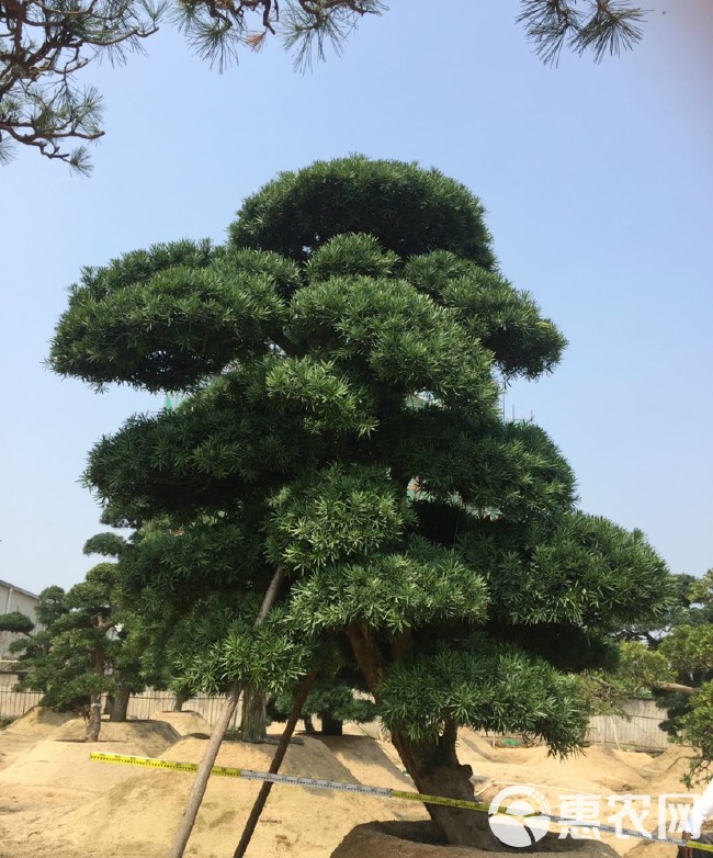 北海罗汉松  福建批发造型罗汉松 精品罗汉松桩景 漳州罗汉松树盆景价