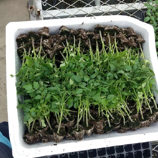 樱桃小番茄苗，种子，抗病毒