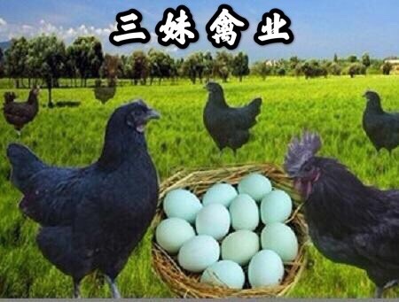 南宁 五黑鸡苗  绿壳蛋鸡苗 厂家纯种直销 包打疫苗