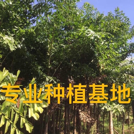 散尾葵 福建精品鱼尾葵价格 基地直销鱼尾葵树 高12米鱼尾葵批发