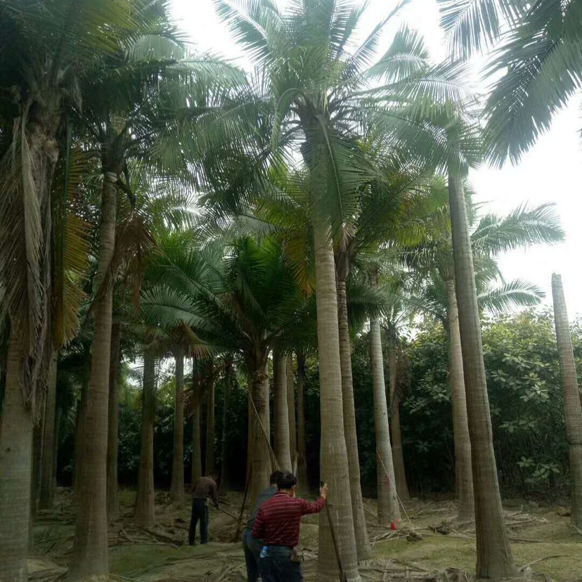 漳州大王椰子树 福建国王椰子树批发 马达加斯加国王椰子价格农户价