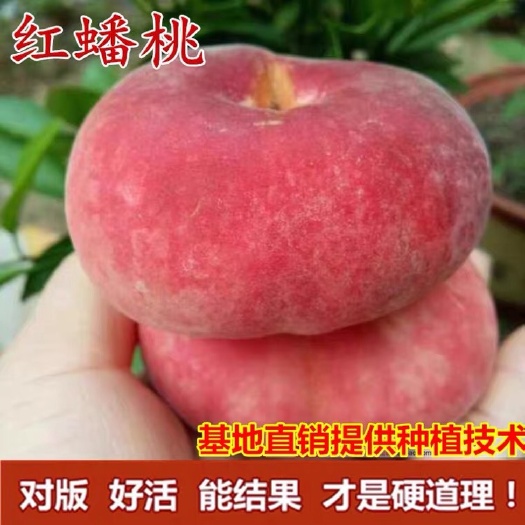 平邑县 嫁接美国红蟠桃树苗 基地直销 量大价优 保证品种 南北方种植