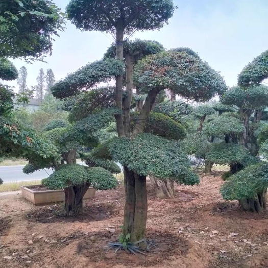 京山市3~4米高对节白蜡