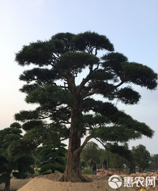 北海罗汉松  福建批发造型罗汉松 精品罗汉松桩景 漳州罗汉松树盆景价