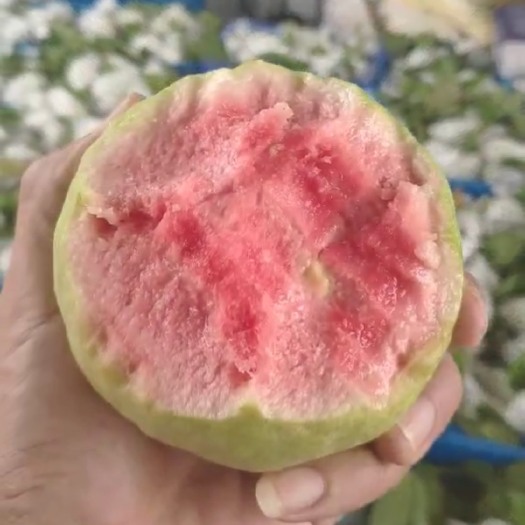 惠州 红心芭乐少量上市！品质保证，爽口多汁，欢迎咨询！
