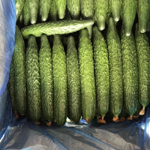 瓦房店市刺黄瓜  自家菜棚种植   真正的放心