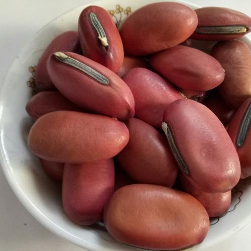 安国市红刀豆 无硫纯干货 当年新货颗粒饱满一公斤起全国包邮