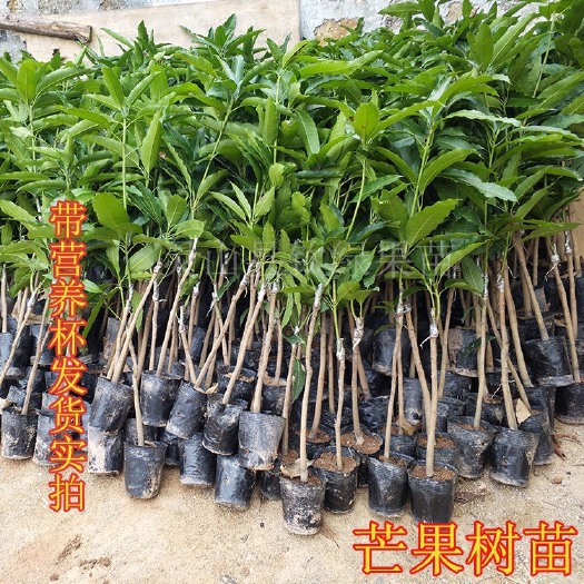 普宁市金煌芒果苗 芒果树苗金煌芒四季芒红贵妃桂七台农芒嫁接苗当年结果南方果树苗