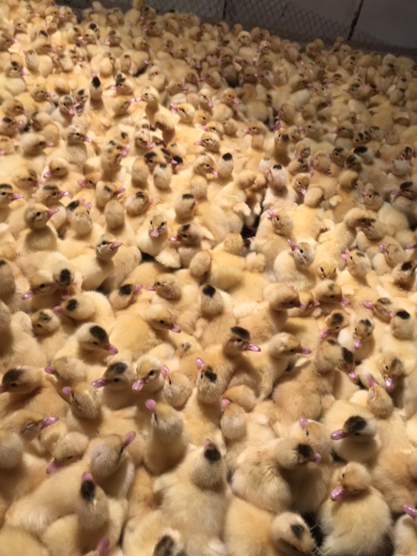 大种白番鸭苗，厂家直销