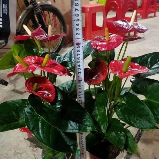 青州市红掌  150杯特伦萨，基地直销
