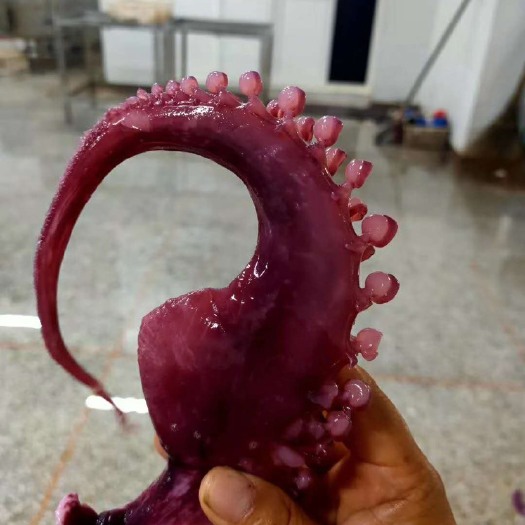 威海冷冻：章鱼足、鱿鱼片、鱿鱼头等