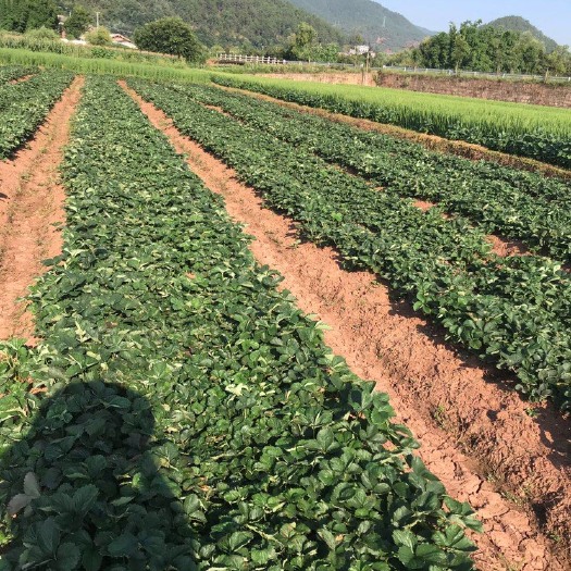 楚雄市黔莓1号  草莓育苗母苗，裸根苗，品质好。红颜