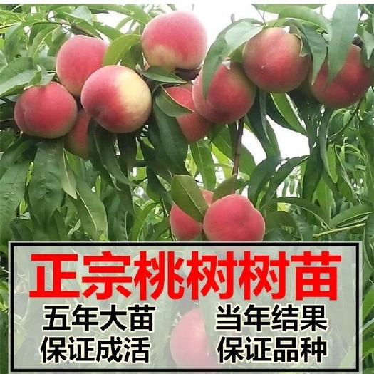 苍溪县水蜜桃苗 水蜜桃各类桃树苗