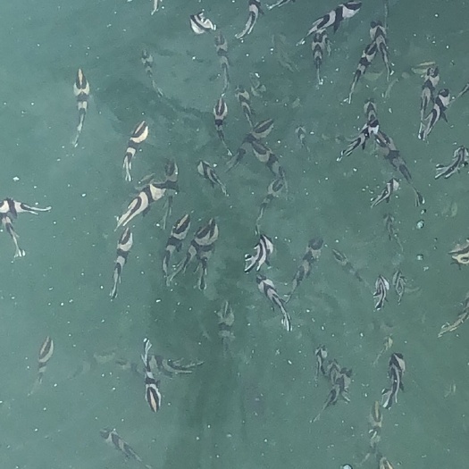 湛江海鲈鱼  海青鲈鱼出售、有5万斤