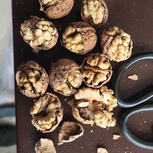 成都鲜核桃  云南麻子薄壳核桃
库房大量现货，一袋50
[發][發]订货送