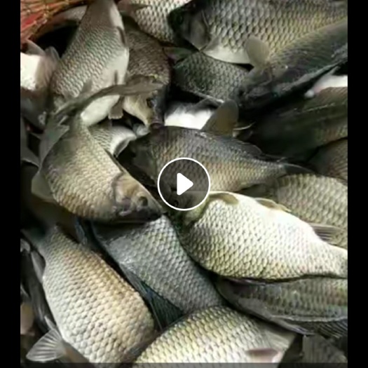 合肥 专业为各大钓场、垂钓塘准备鲫鱼、黄金鲫、草鱼、青鱼、鲤鱼等！