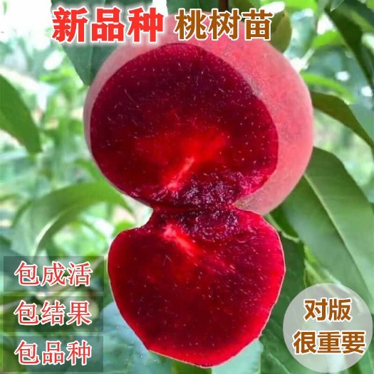 平邑县嫁接血桃苗保证品种基地直销紫肉血桃下单起苗保证成活率死苗补货