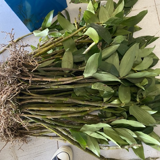 昆明 球花石斛选货