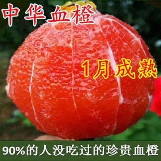 平邑县 中华血橙苗 嫁接苗 基地直销 包品种 当年挂果 南北方种植