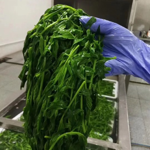 佛山枸杞芽250g