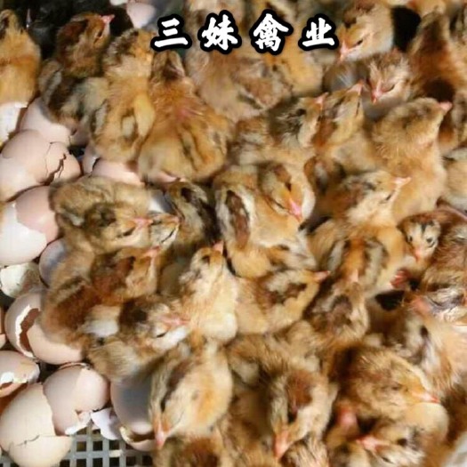 南宁土鸡苗  优质鸡苗灵山土1.5 /土2  包打疫苗  运输包损耗