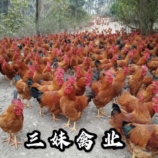 南宁快大型良凤花鸡苗 成鸡公可达10以上，母的6斤左右