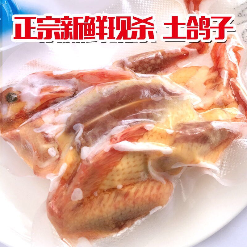 农家散养土鸽子新鲜烤乳鸽鸽肉鸽子肉生鲜活体现杀鸽子肉白条鸽