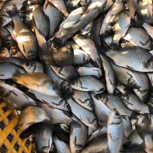 海大鲫  银鲫鱼种