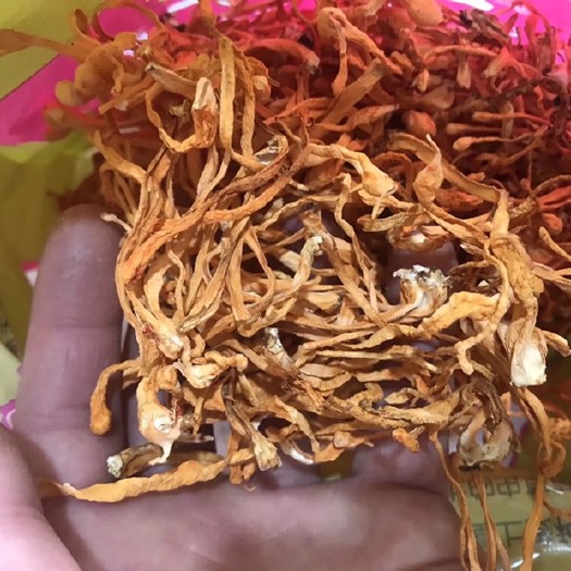 安国市野生虫草花  虫草花 新货上市 量大从优