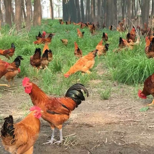 重庆市 优质青脚红羽土鸡苗，包打疫苗包运输成活