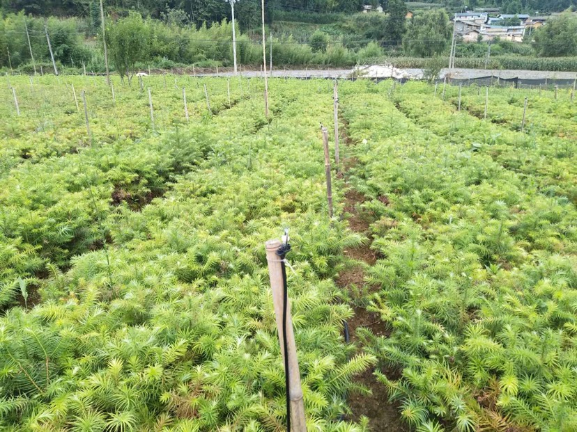 雲南文山營養代杉樹苗出售