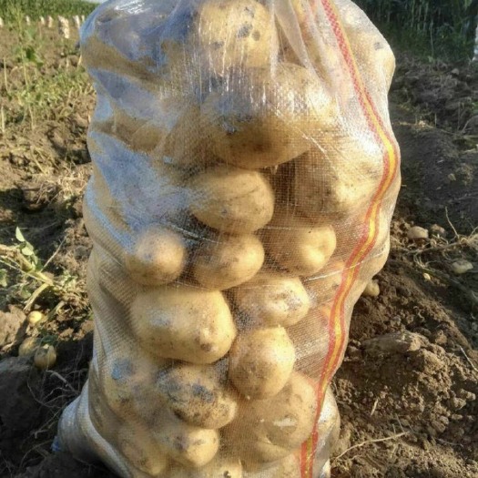 扶余市杠三七 家里常年种植土豆，出品土豆 质量保证， 价格斤数都可面议