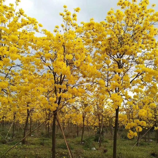 漳州福建批发黄花风铃木 黄花风铃木价格 多花风铃木报价 风铃木