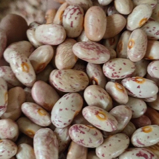 昭通奶花芸豆 2020新奶花上市