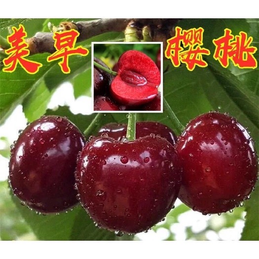 平邑县美早苗 美早樱桃苗 嫁接苗 基地直销 南北方种植 现挖现发 地栽盆栽