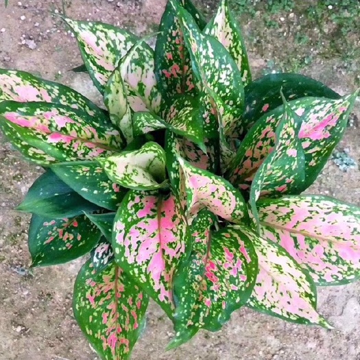 漳平市如意万年青  万年青如意皇后盆栽 如意菊 基地直销 全国供货可咨询