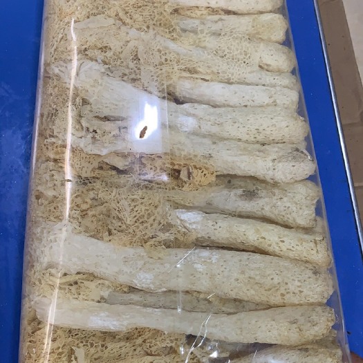 成都长裙竹荪 竹笙，好质量干竹笙