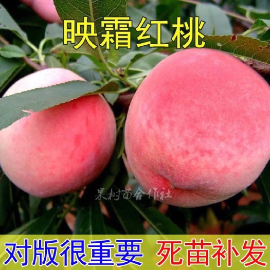 平邑县映霜红桃苗 映霜红桃树苗 嫁接苗 基地直销 当年挂果 包品种 南北方种植
