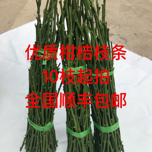 临海市由良枝条  柑桔枝条嫁接纸条 品种多 品质优 大量供应