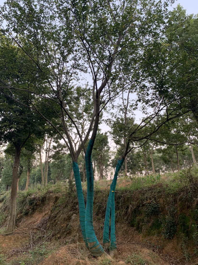 45-80公分丛生朴树，苗圃直供