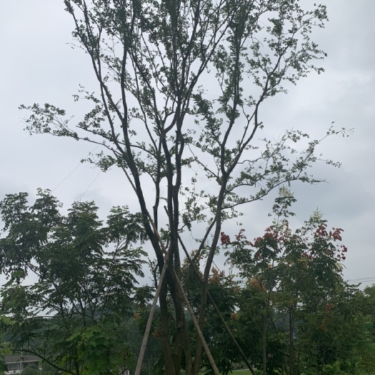 宁乡市45-80公分丛生朴树，苗圃直供